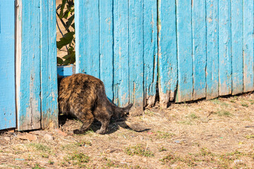 A cat crawls through a hole in a wooden fence on a sunny day