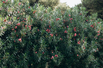 Greece, Halkidiki, Macedonia, Central Macedonia, Aegean Sea, Afitos, Kasandria

