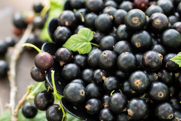 Freshly gathered big juicy black currants on brown plate  with green leaves closeup , berries outdoors, in garden