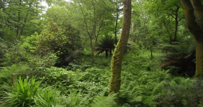 Aerial: tranquil sub tropical forest. Baltimore, Ireland