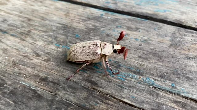 Cockchafer Melolontha May Beetle Bug Insect walks on a wooden table. Big beetle with horns close-up. A small live insect in nature crawls, and then flies away.
