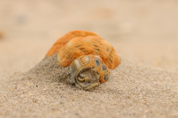 a snail shell in sand