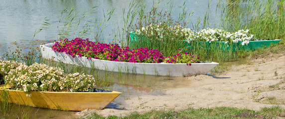 three old boats filled with fresh flowers by the river. Flowers grow in abandoned gondolas. High quality photo