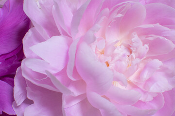 美しく咲いた大きな芍薬