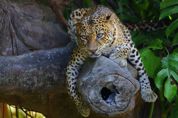 A leopard watches the surrounding area with a sharp look.