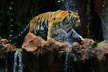 A bengal tiger is detecting traces of prey.