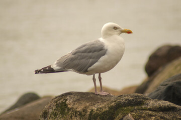 seagull on rock