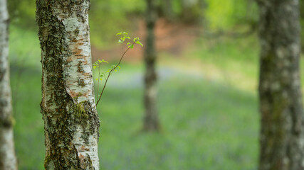 Samotna gałązka na brzozowym pniu