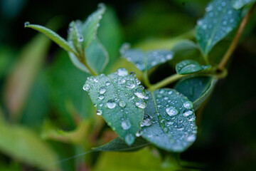 빗방울 접사, 물방울, 새벅이슬