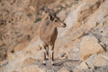 Ibex on the cliff at Ramon Crater in Negev Desert in Mitzpe Ramon, Israel