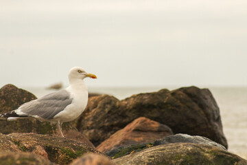 Fototapeta premium seagull on the rocks