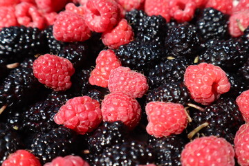 Red raspberries and black mulberries are a healthy and tasty harvest