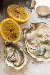 fresh oysters with lemon on ice with a glass of wine