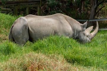 Black rhinoceros