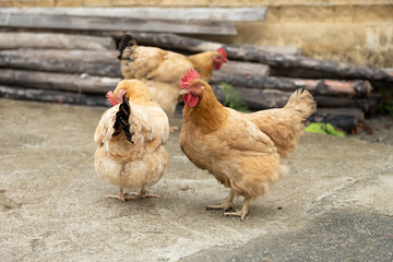 hens walking on the ground