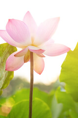 blooming lotus flower with sunshine vertical composition
