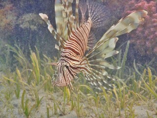 pterois miles lion fish in egypt predatory animal waiting on prey 