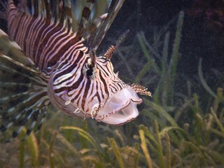 pterois miles lionfish devil fire fish  - Powered by Adobe