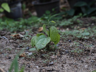 seedling in soil