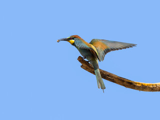 European Bee-Eater Sitting on Stick Holding a bee in its Beak on Blue Sky