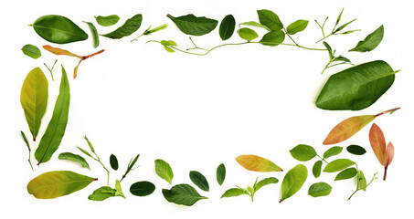 Obraz premium Various Isolated Leaf Lay on White background as Rectangle Frame Shape. Design for Decoration. Top View. Clean and Minimalist