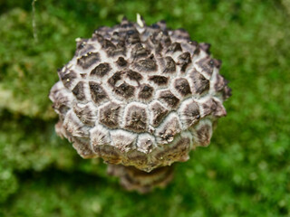 Setas del Parque natural de Vértiz-Bertiz en el corazon de Navarra