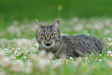 Naklejka na ściany i meble Portrait of a beautiful tabby can in a flowering meadow. Felis silvestris catus. Spring in the nature