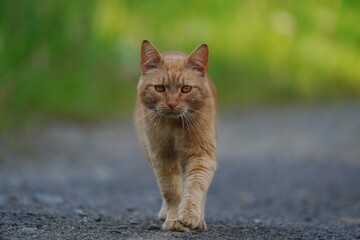 Beautiful portrait of a red haired cat. Felis silvestris catus. 