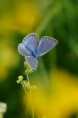 Portrait of a beautiful Amanda's blue butterfly. Polyommatus amandus