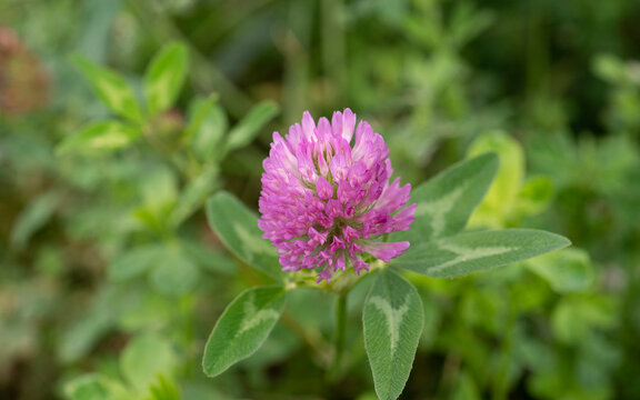 macro of blooming clover with pink blossom