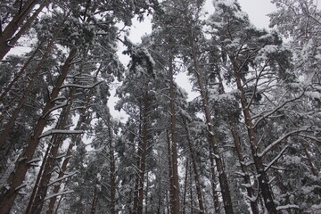 snow covered trees