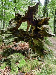 Parque natural de V&eacute;rtiz-Bertiz en el coraz&oacute;n de Navarra