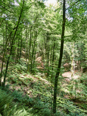 Parque natural de Vértiz-Bertiz en el corazón de Navarra