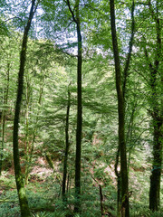 Parque natural de Vértiz-Bertiz en el corazón de Navarra