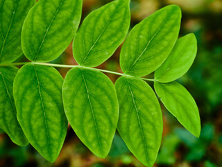 Parque natural de Vértiz-Bertiz en el corazón de Navarra