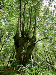 Parque natural de Vértiz-Bertiz en el corazón de Navarra