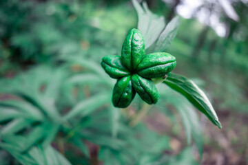 Peony seeds close-up, abstract nature background