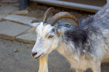 Domestic goat in a summer day. Domestic animal