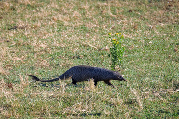 Mongoose in its natural environment.