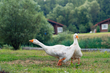 Big white geese walk on the green lawn in the park, beautiful white bird