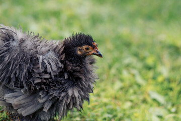 Cute chicken walks on a green lawn in the park, beautiful bird