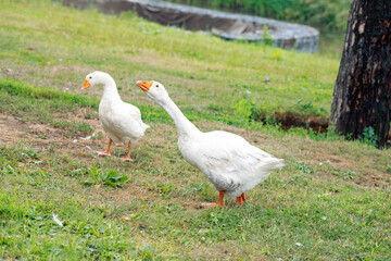 Big white geese walk on the green lawn in the park, beautiful white bird