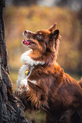 Hund beim Spielen