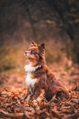 Hund beim Spielen
