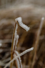 frost on the branches