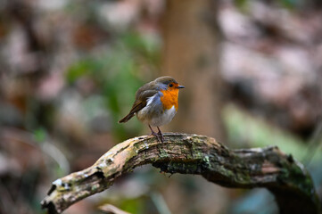 robin on branch