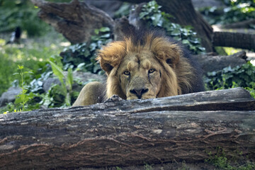 The Asiatic lion, Panthera leo goojratensis, is hidden behind a trunk and observes the surroundings