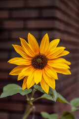 yellow sunflower on black background