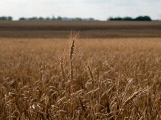 Golden wheat field against the background of the summer sky.