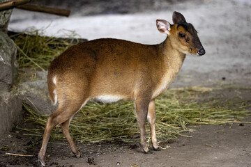 Reeves's muntjac, Muntiacus reevesi, stands and observes the surroundings